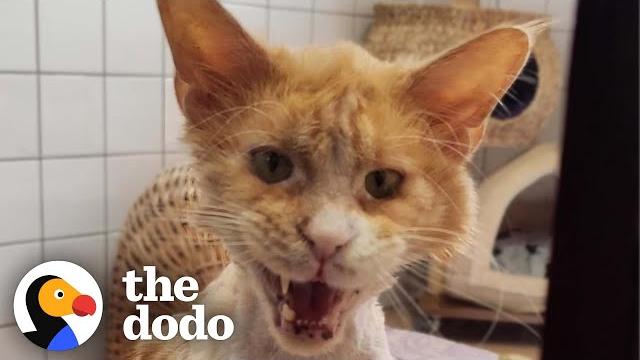 Grateful rescue cat's stunning transformation | the dodo Grateful rescue cat's stunning transformation | the dodo