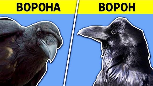 В чём разница? ворона vs ворон В чём разница? ворона vs ворон