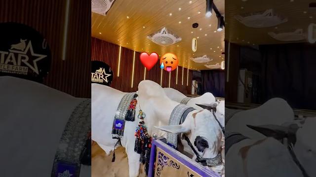 Beautiful bull of the world️qurbani 2025#ytshorts #cow #ytshorts #animals #bakraeid #qurbani2025 Beautiful bull of the world️qurbani 2025#ytshorts #cow #ytshorts #animals #bakraeid #qurbani2025