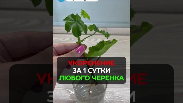 Как укоренить любой черенок за сутки? #дача #огород #сад #садоводство #черенки #садогород Как укоренить любой черенок за сутки? #дача #огород #сад #садоводство #черенки #садогород