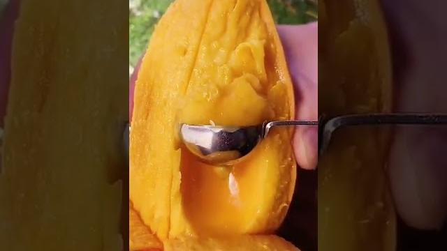 Mango fruitking5 Mango fruitking5