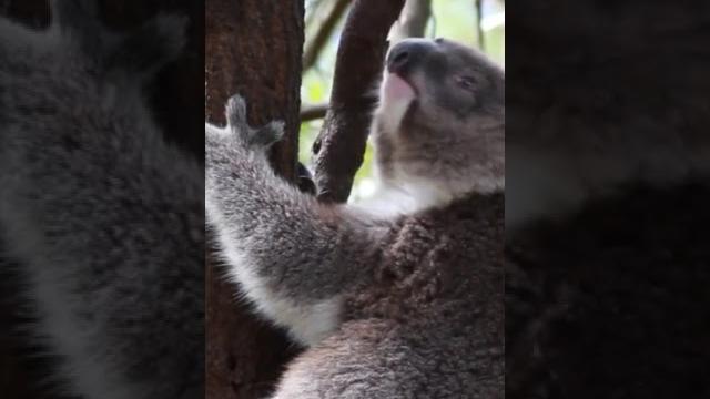 Koala video's/youtube videos 2021/animalslover #youtubeshorts #trending#animallover #youtubeindia Koala video's/youtube videos 2021/animalslover #youtubeshorts #trending#animallover #youtubeindia