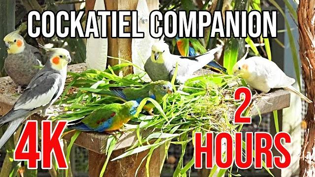 4k cockatiel companion 2 hours of birds for your cockatiel 4k cockatiel companion 2 hours of birds for your cockatiel