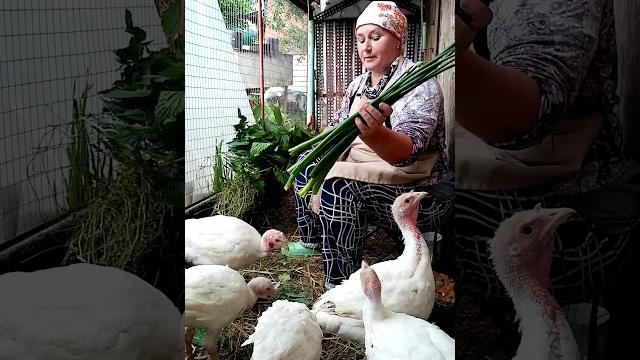Лучшее лакомство для индюшат. Лучшее лакомство для индюшат.