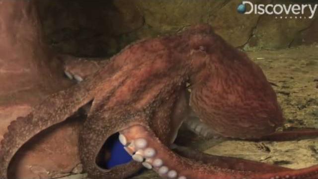 Giant pacific octopus Giant pacific octopus