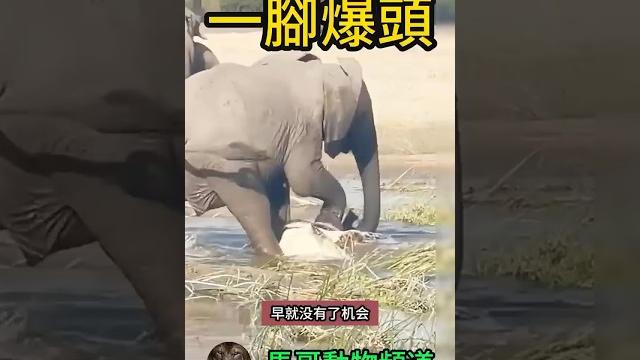 【勇敢對抗】大象教訓不怀好意的鱷魚:勇敢對抗邪惡! #animal #animals #wildanimals #wildlife #動物世界 #nature #wild #獅子#野生 【勇敢對抗】大象教訓不怀好意的鱷魚:勇敢對抗邪惡! #animal #animals #wildanimals #wildlife #動物世界 #nature #wild #獅子#野生