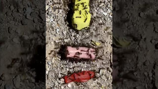 Feeding ants a peep candy, a wiener, and a swedish fish #ants #insects #candy #tastetest Feeding ants a peep candy, a wiener, and a swedish fish #ants #insects #candy #tastetest