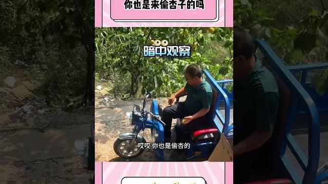 你也是来偷杏子的吗 你也是来偷杏子的吗