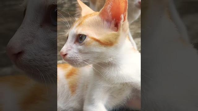 Tango | #cat #catparents #vlog Tango | #cat #catparents #vlog