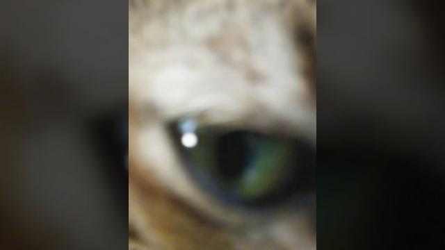 Kiss the camera lens#shorts #shortsfeed #cat #catlover #kucinglucu #kucingimut #cute #funny #pet Kiss the camera lens#shorts #shortsfeed #cat #catlover #kucinglucu #kucingimut #cute #funny #pet