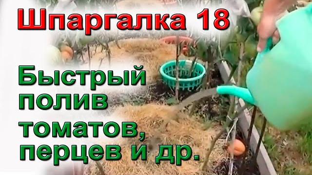 Шпаргалка 18 полив томатов чудо - ямы Шпаргалка 18 полив томатов чудо - ямы