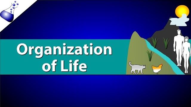 Organization of life Organization of life