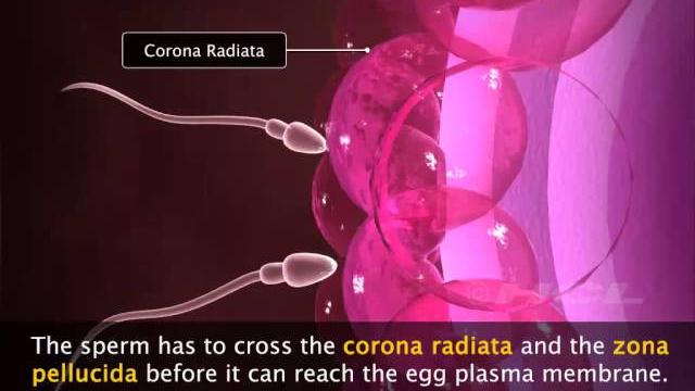 Grade-12 fertilisation & implantation-1 Grade-12 fertilisation & implantation-1