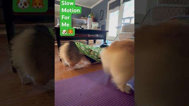 A big stretch and a corgi twerk! #corgi #hiphop #home #pets #straybuffet #dance #funny #dogs #shorts A big stretch and a corgi twerk! #corgi #hiphop #home #pets #straybuffet #dance #funny #dogs #shorts