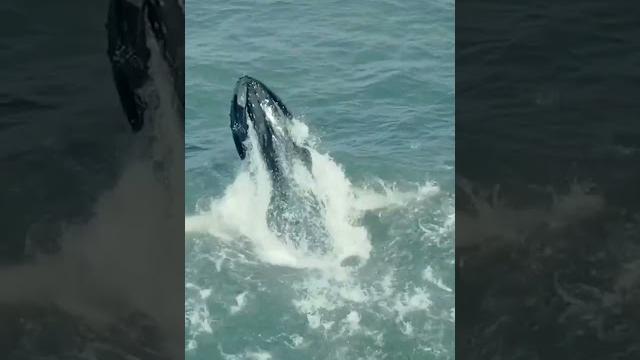 Humpback whale feasts close to shore Humpback whale feasts close to shore