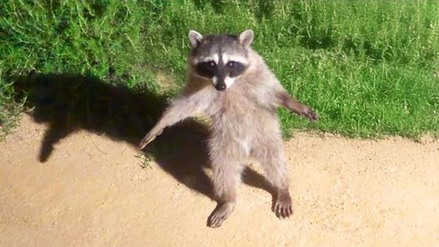 Funniest animal videos ever (part 1) Funniest animal videos ever (part 1)