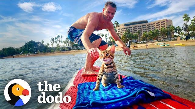 Cat begs dad to let him come surfing | the dodo Cat begs dad to let him come surfing | the dodo
