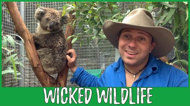Are koalas really functionally extinct? Are koalas really functionally extinct?
