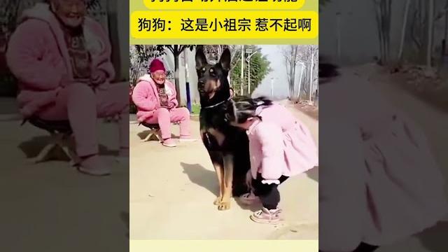 狗狗被女娃娃踩腳,狗狗說:這是小祖宗,惹不起啊。#熱門 #動物 狗狗被女娃娃踩腳,狗狗說:這是小祖宗,惹不起啊。#熱門 #動物