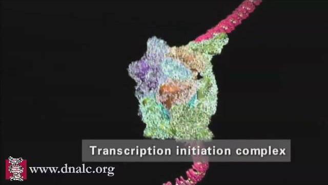 Dna transcription (advanced) Dna transcription (advanced)