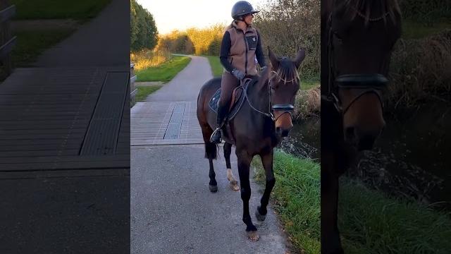 #cowboy #rek #horse #cowboy #rek #horse