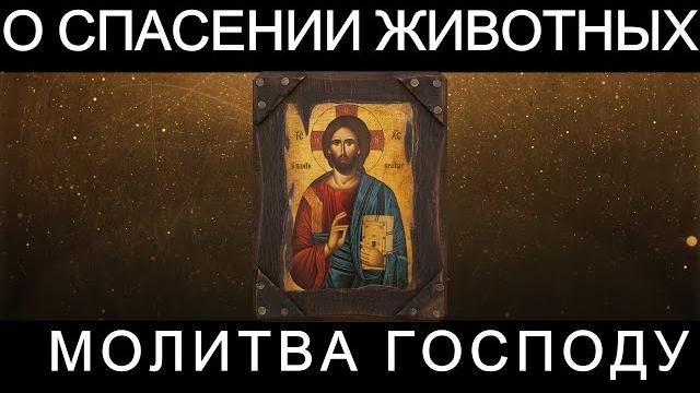 Молитва господу о спасении и здоровье животных Молитва господу о спасении и здоровье животных