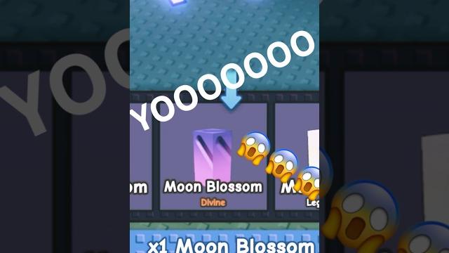 1000x moonlit points | grow a garden roblox moon blossom?!? 🪻 1000x moonlit points | grow a garden roblox moon blossom?!? 🪻