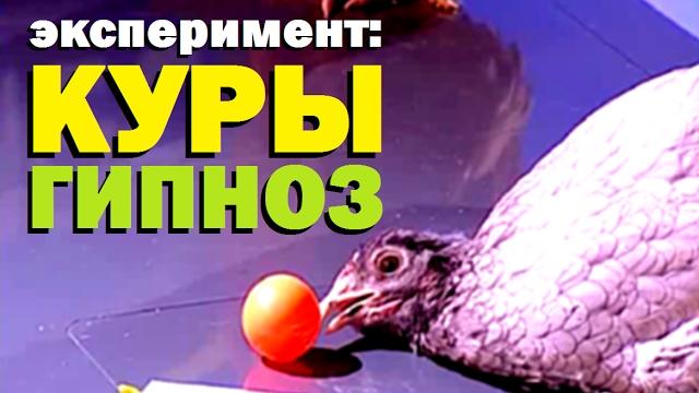Галилео. эксперимент. куры. гипноз Галилео. эксперимент. куры. гипноз