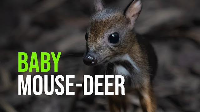 Baby mouse-deer! Baby mouse-deer!