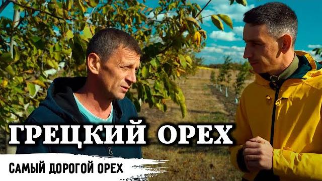Сад грецкого ореха // часть 1 Сад грецкого ореха // часть 1