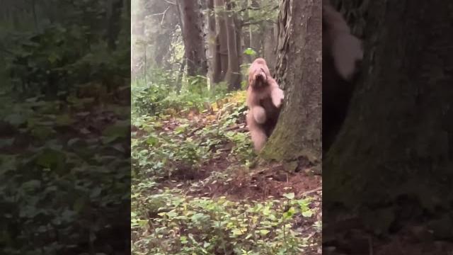 Best quality video of big foot 2022 #bigfoot #goldendoodle #yeti Best quality video of big foot 2022 #bigfoot #goldendoodle #yeti