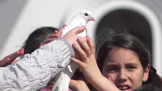 Видео голубь Видео голубь