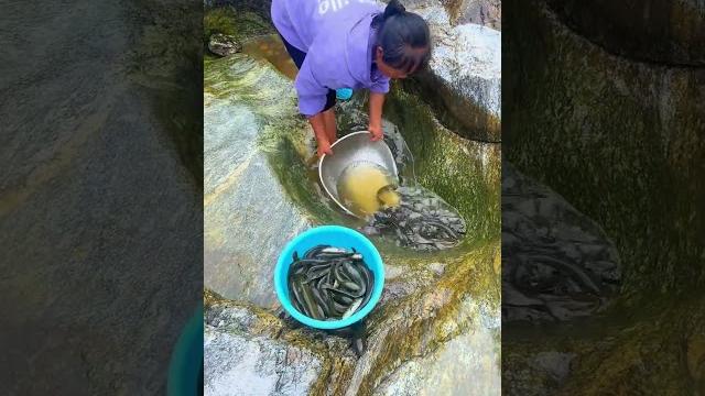 There are so many fish in this place #rurallife #outdoors #fishfood #fishtrip #xiaomei #fishingfun There are so many fish in this place #rurallife #outdoors #fishfood #fishtrip #xiaomei #fishingfun