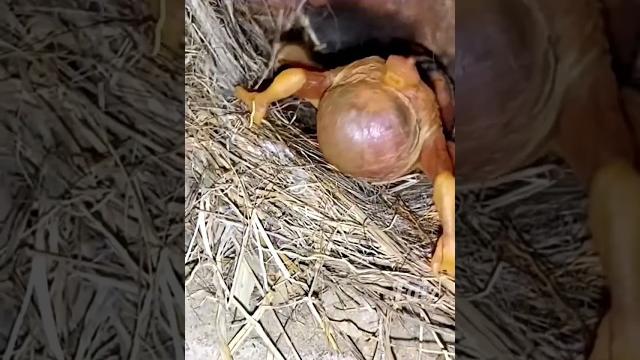 Cuckoo baby you are power full. #birds #nest Cuckoo baby you are power full. #birds #nest