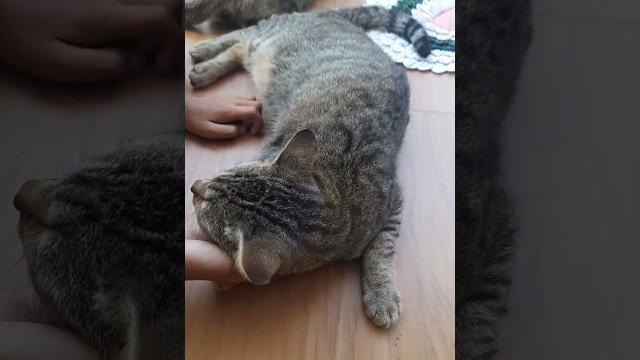 Kucing keenakan digaruk #kucing #shorts Kucing keenakan digaruk #kucing #shorts