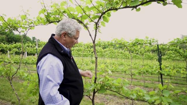 Between the vines marquette grapes trellis system Between the vines marquette grapes trellis system