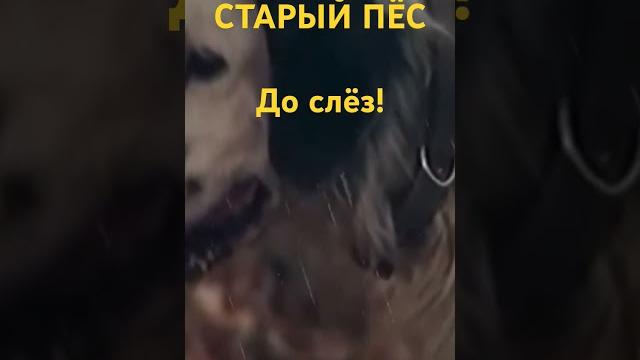 Старый пес трогательная песня до слез! александр сотник, стихи мария шадрина #старыйпес #пес #хиты Старый пес трогательная песня до слез! александр сотник, стихи мария шадрина #старыйпес #пес #хиты
