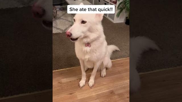 Nip slip #fyp #dogsoftiktok #dognip Nip slip #fyp #dogsoftiktok #dognip