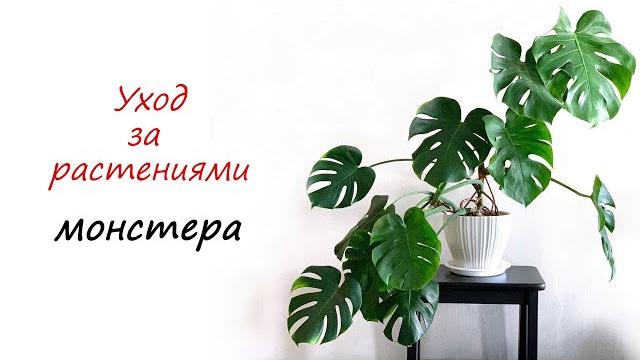 Уход за растениями. монстера #монстера Уход за растениями. монстера #монстера