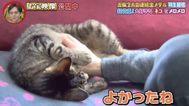 Yuzucat Yuzucat