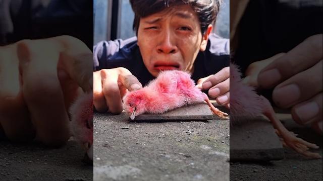 The whole world weeps for this chick #chick #chickensong The whole world weeps for this chick #chick #chickensong