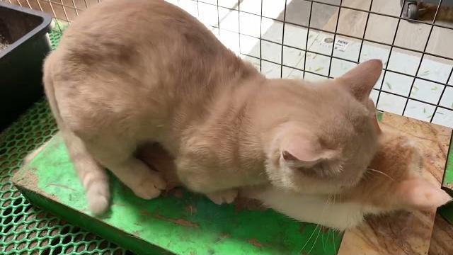 Cat in heat || bơ vs mimo2 || munchkin mate || cat breeding Cat in heat || bơ vs mimo2 || munchkin mate || cat breeding