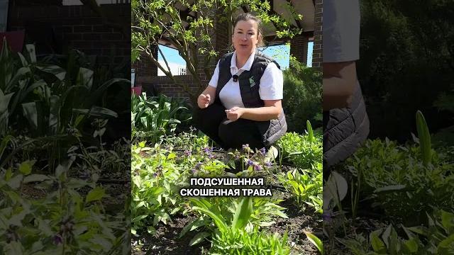 Мульчируем растения так, чтобы не навредить! Мульчируем растения так, чтобы не навредить!