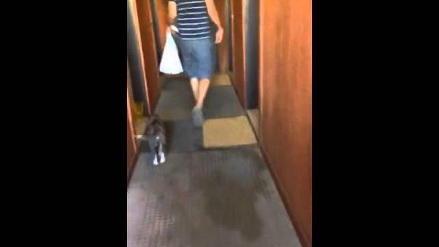 Pee stains in the hall Pee stains in the hall