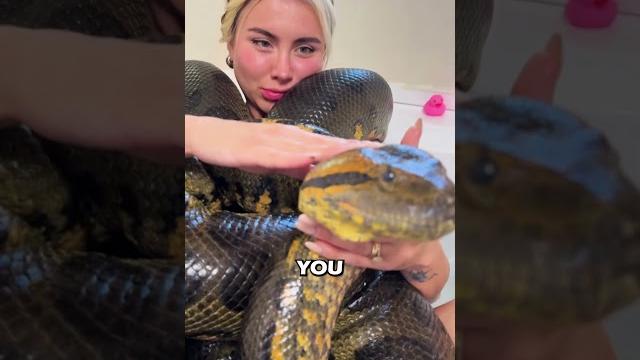 Would you sit in a tub with this giant predator? Would you sit in a tub with this giant predator?