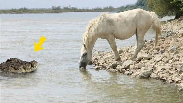 У жуда хавфли ӯлжа танлади! миллиондан битта камерага тушадиган йиртқич хайвонлар жанги. У жуда хавфли ӯлжа танлади! миллиондан битта камерага тушадиган йиртқич хайвонлар жанги.