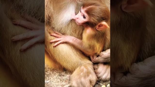 Monkey baby कैसे अपनी मां के आंचल में बैठकर दूध पी रहा है।#monkey #milk #drink #viral #shorts#like Monkey baby कैसे अपनी मां के आंचल में बैठकर दूध पी रहा है।#monkey #milk #drink #viral #shorts#like