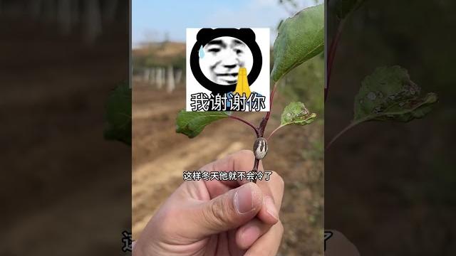 孵化孔雀胆#碎嘴子#户外野采 孵化孔雀胆#碎嘴子#户外野采