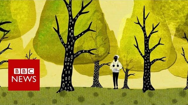 How trees secretly talk to each other - bbc news How trees secretly talk to each other - bbc news