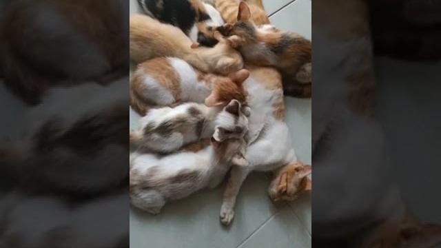 6 anak kucing ngentot bareng #shorts 6 anak kucing ngentot bareng #shorts